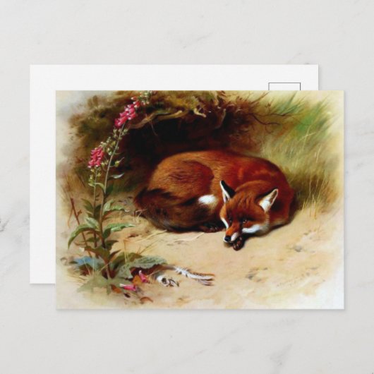 Red Fox in Front of Her Den Postkarte (Vorne/Hinten)