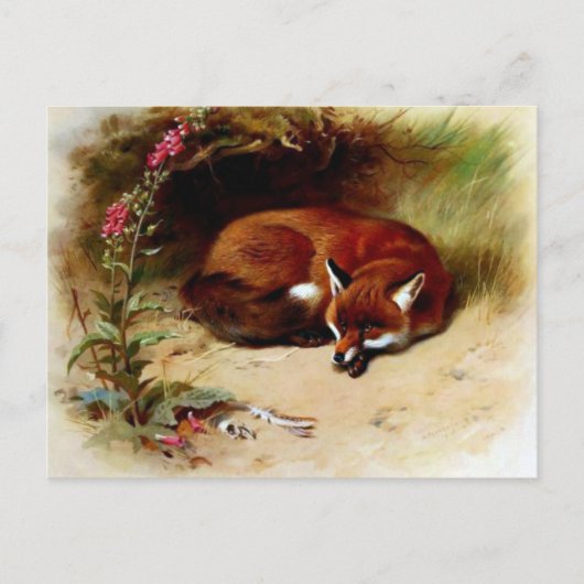 Red Fox in Front of Her Den Postkarte (Vorderseite)