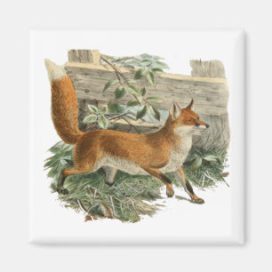 Red Fox in Rustic Country Hütte Illustration Magnet
