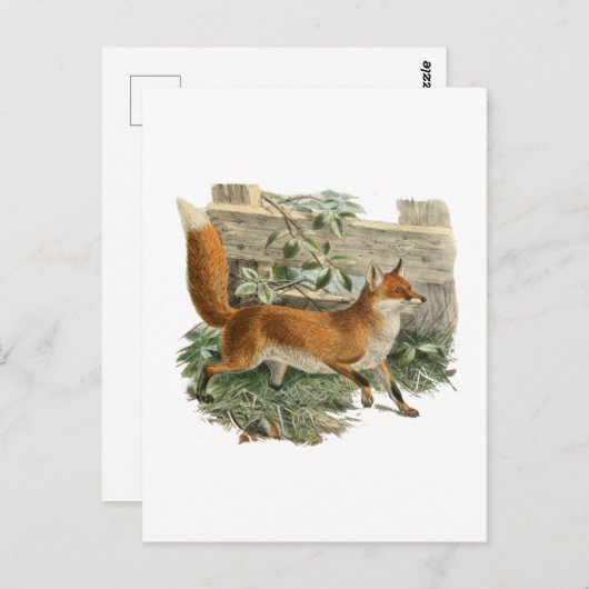 Red Fox in Rustic Country Hütte Illustration Postkarte (Vorne/Hinten)