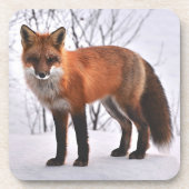Red Fox in Snow Getränkeuntersetzer (Vorderseite)