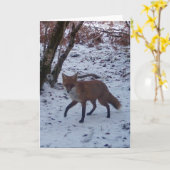 Red Fox in Snow Grußkarte Hinzufügen von eigenem T Karte (Gelbe Blume)
