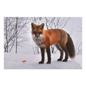 Red Fox in Snow Poster (Vorderseite)