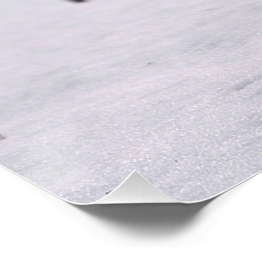 Red Fox in Snow Poster (Ecke)