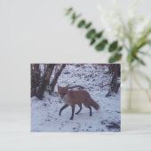 Red Fox in Snow Postkarte (Stehend Vorderseite)