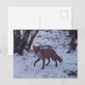 Red Fox in Snow Postkarte (Vorne/Hinten)