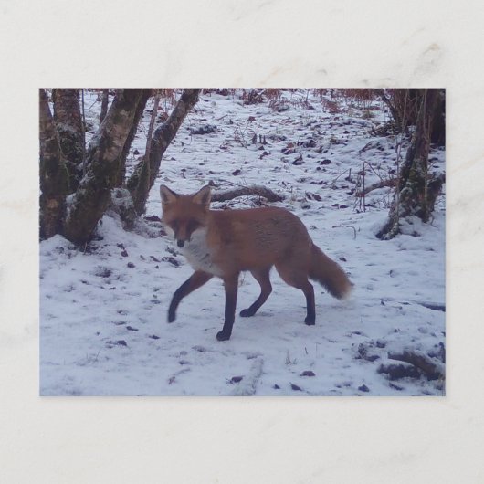 Red Fox in Snow Postkarte (Vorderseite)