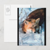 Red Fox in Snow Postkarte (Vorne/Hinten)
