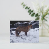 Red Fox in Snow Postkarte (Stehend Vorderseite)