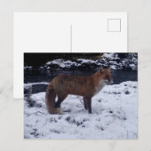 Red Fox in Snow Postkarte (Vorne/Hinten)