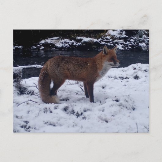 Red Fox in Snow Postkarte (Vorderseite)