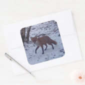 Red Fox in Snow Quadratischer Aufkleber (Umschlag)