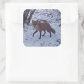Red Fox in Snow Quadratischer Aufkleber (Tasche)