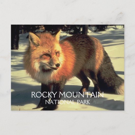 Red Fox in Snow Rocky Mountain National Park, CO Postkarte (Vorderseite)