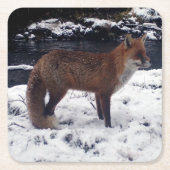 Red Fox in Snow Untersetzer (Vorderseite)