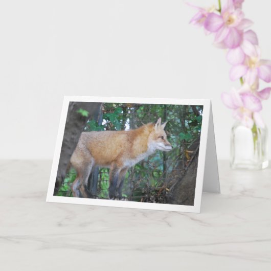 Red Fox in Woods Karte (Orchidee)