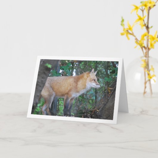 Red Fox in Woods Karte (Gelbe Blume)