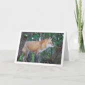 Red Fox in Woods Karte (Vorderseite)