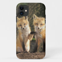 Red Fox Jungtier vor den Vulpes vulpes)