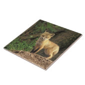 Red Fox Jungtier vor den (Vulpes vulpes) Fliese (Seite)