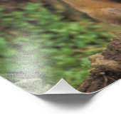 Red Fox Jungtier vor den Vulpes vulpes) Fotodruck (Ecke)