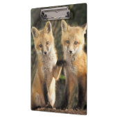 Red Fox Jungtier vor den Vulpes vulpes) Klemmbrett (Links)