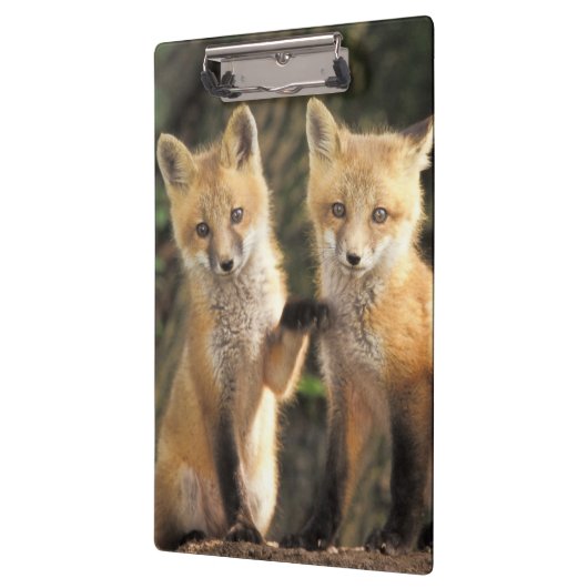 Red Fox Jungtier vor den Vulpes vulpes) Klemmbrett (Links)