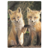 Red Fox Jungtier vor den Vulpes vulpes) Klemmbrett (Rückseite)