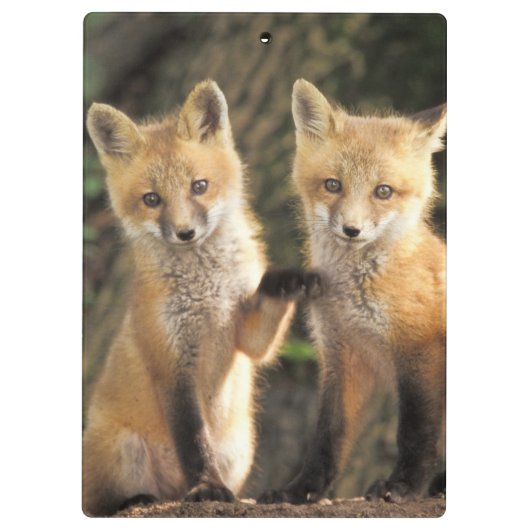 Red Fox Jungtier vor den Vulpes vulpes) Klemmbrett (Rückseite)