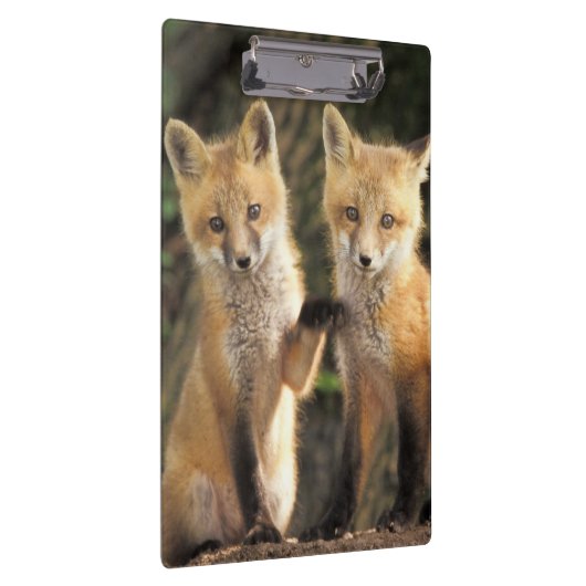 Red Fox Jungtier vor den Vulpes vulpes) Klemmbrett (Rechts)