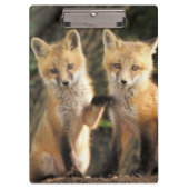 Red Fox Jungtier vor den Vulpes vulpes) Klemmbrett (Vorderseite)