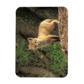 Red Fox Jungtier vor den (Vulpes vulpes) Magnet (Vertikal)