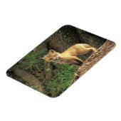 Red Fox Jungtier vor den (Vulpes vulpes) Magnet (Linke Seite)