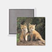 Red Fox Jungtier vor den Vulpes vulpes) Magnet (Vorderseite/Rückseite)