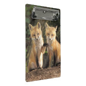 Red Fox Jungtier vor den Vulpes vulpes Mini Klemmbrett (Schrägansicht)