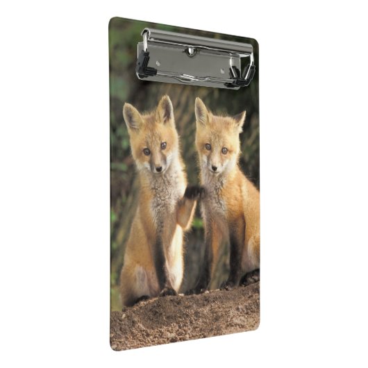 Red Fox Jungtier vor den Vulpes vulpes Mini Klemmbrett (Schrägansicht)