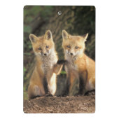 Red Fox Jungtier vor den Vulpes vulpes Mini Klemmbrett (Rückseite)