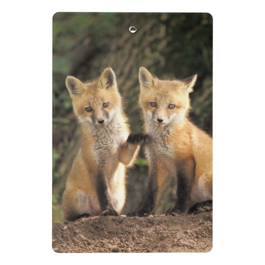 Red Fox Jungtier vor den Vulpes vulpes Mini Klemmbrett (Rückseite)