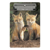 Red Fox Jungtier vor den Vulpes vulpes Mini Klemmbrett (Vorderseite)