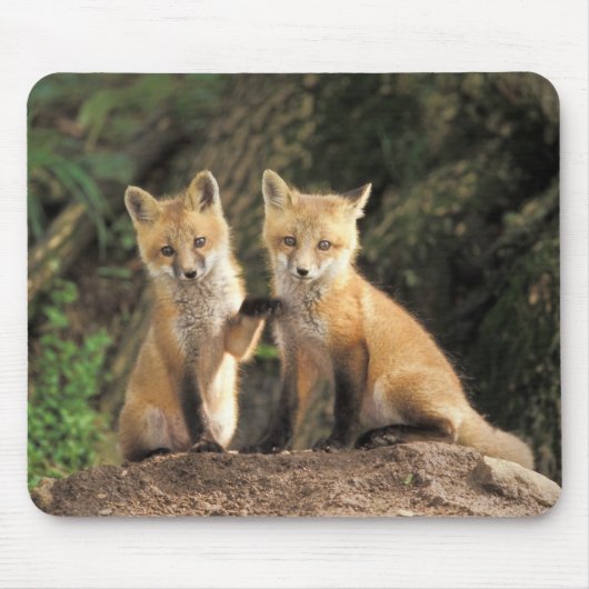 Red Fox Jungtier vor den Vulpes vulpes) Mousepad (Vorne)