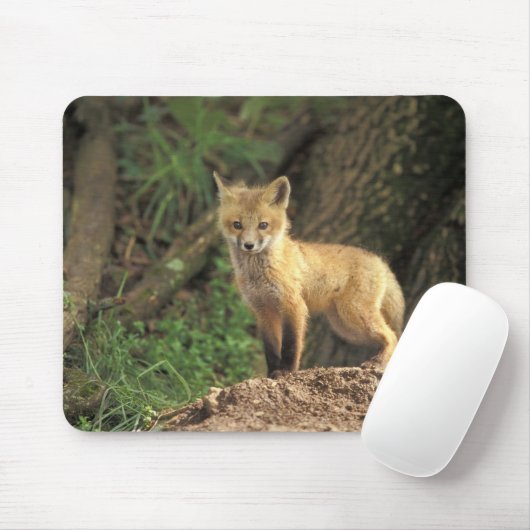 Red Fox Jungtier vor den (Vulpes vulpes) Mousepad (Mit Mouse)