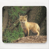 Red Fox Jungtier vor den (Vulpes vulpes) Mousepad (Vorne)