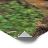 Red Fox Jungtier vor den Vulpes vulpes) Poster (Ecke)