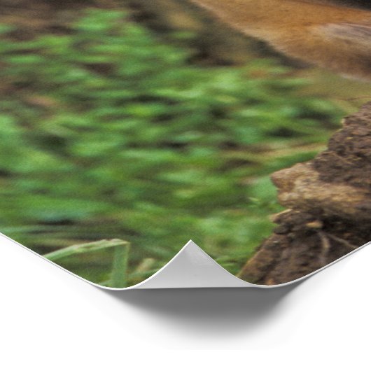 Red Fox Jungtier vor den Vulpes vulpes) Poster (Ecke)