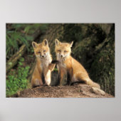 Red Fox Jungtier vor den Vulpes vulpes) Poster (Vorne)