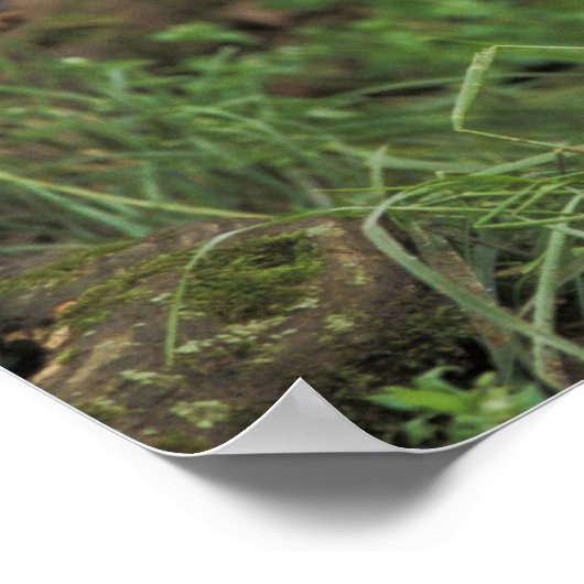 Red Fox Jungtier vor den (Vulpes vulpes) Poster (Ecke)