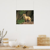 Red Fox Jungtier vor den (Vulpes vulpes) Poster (Küche)