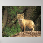 Red Fox Jungtier vor den (Vulpes vulpes) Poster (Vorne)