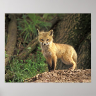 Red Fox Jungtier vor den (Vulpes vulpes) Poster