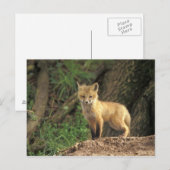 Red Fox Jungtier vor den (Vulpes vulpes) Postkarte (Vorne/Hinten)